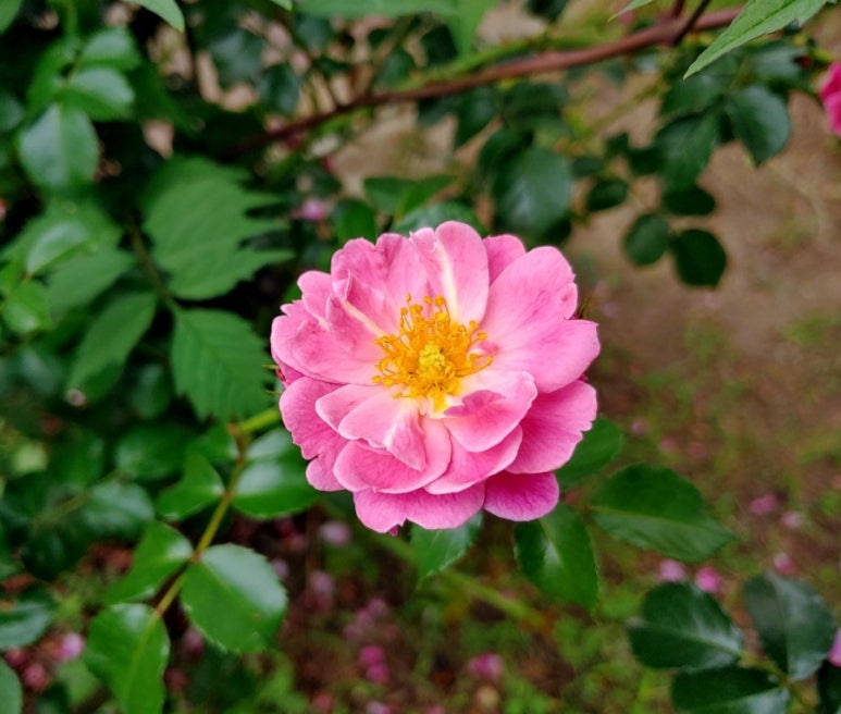 스카이락 이미지