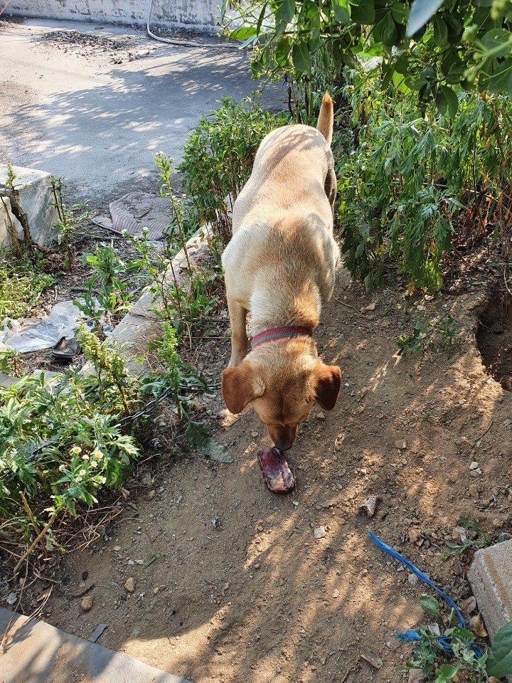 댕댕이 만찬 이미지