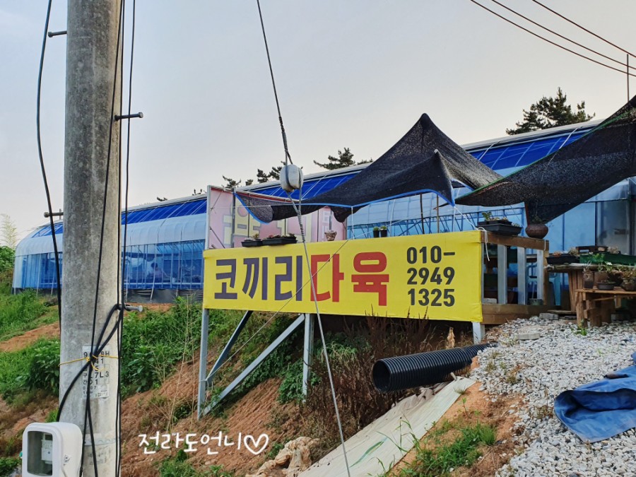 코끼리다육 이미지