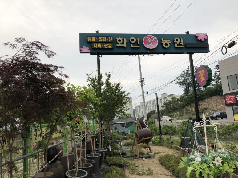 화분속야생화 농원 이미지
