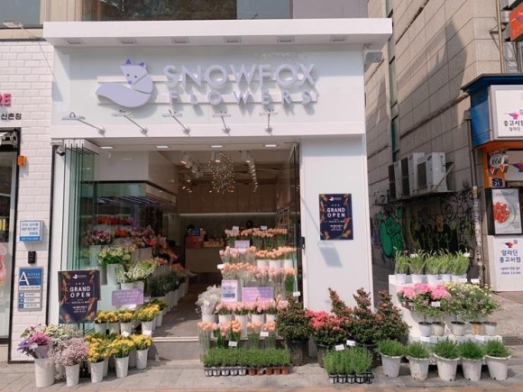스노우폭스플라워 이미지