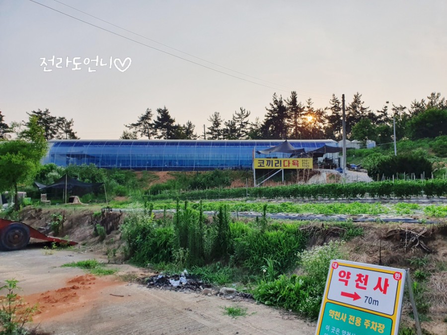 코끼리다육 이미지