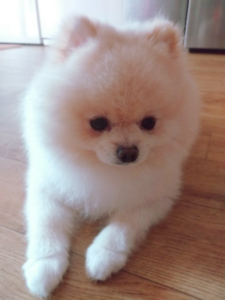 댕댕이 만찬 이미지