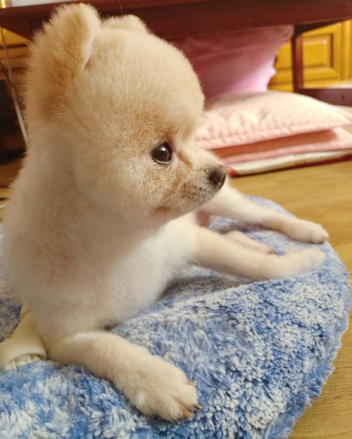 댕댕이 만찬 이미지