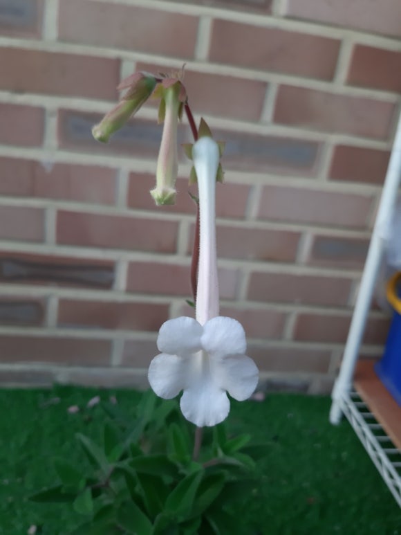 진동다육 이미지