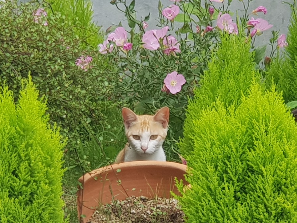 어서와현 이미지