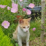 어서와현 이미지