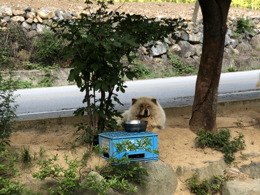 금화백숙 이미지