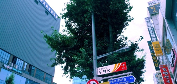 야호관광 이미지
