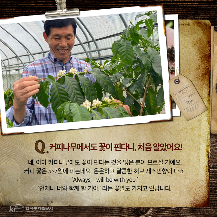 커피허브나무 이미지