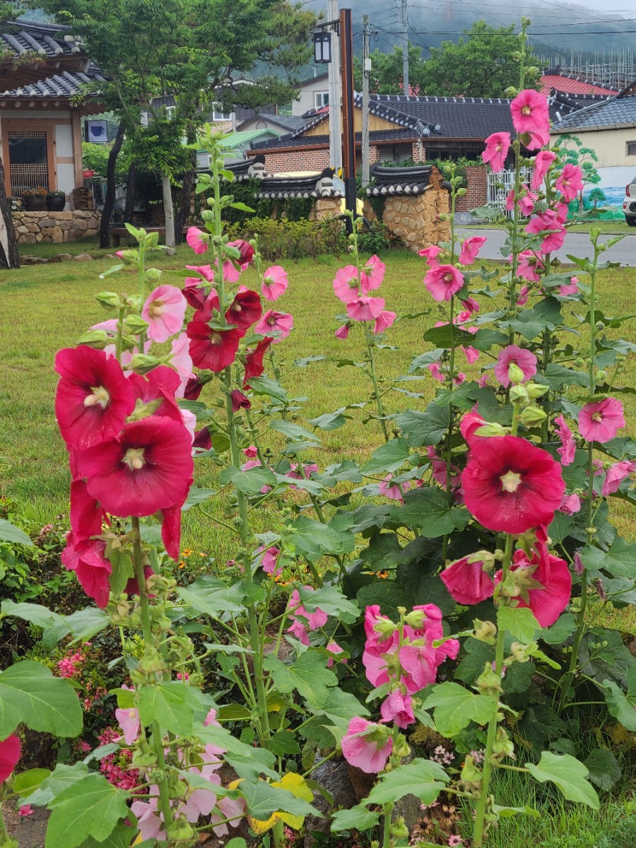 샘식당 이미지
