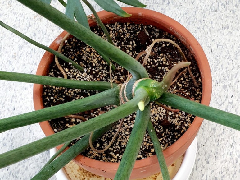 마요이(mayoi) 이미지