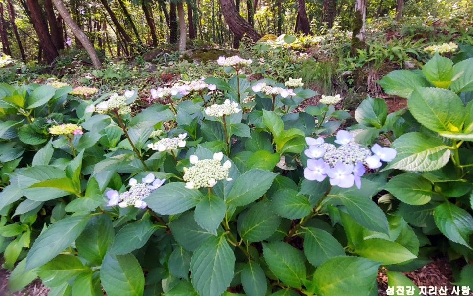 구례산수유 자연휴양림 이미지