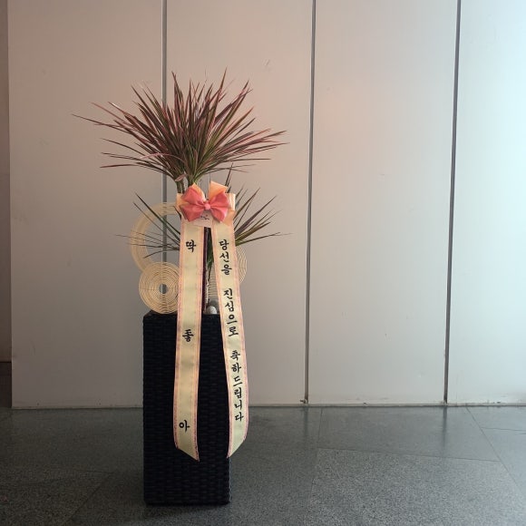 식물;마지 이미지