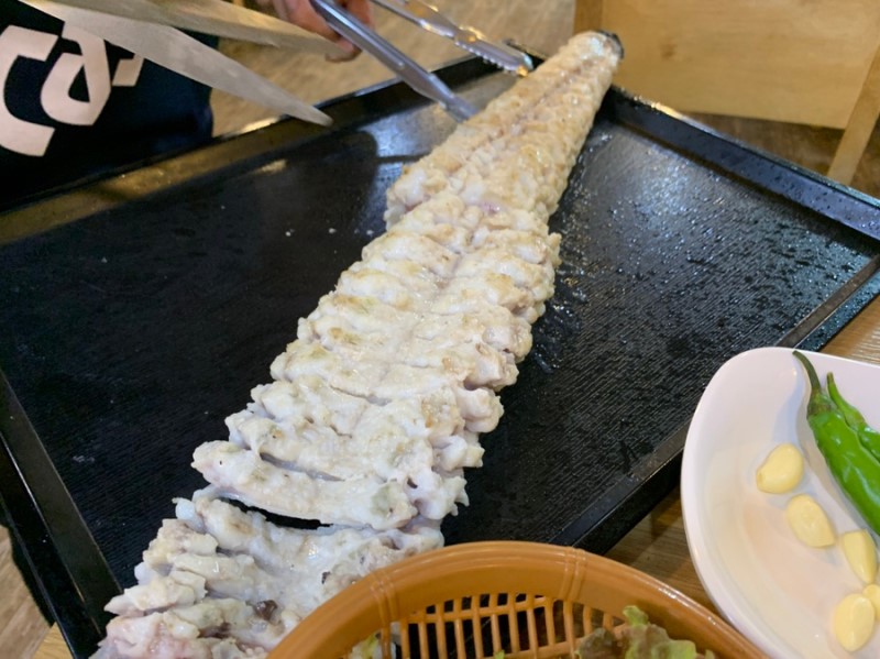 꼼지락장어 이미지