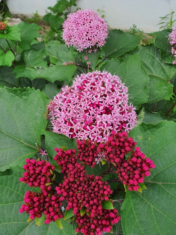 꽃누리 이미지