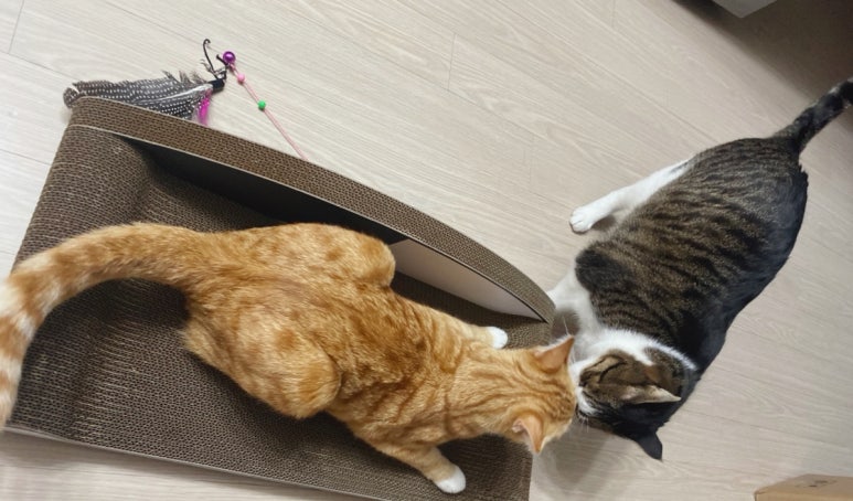 바스테트(Bastet) 이미지
