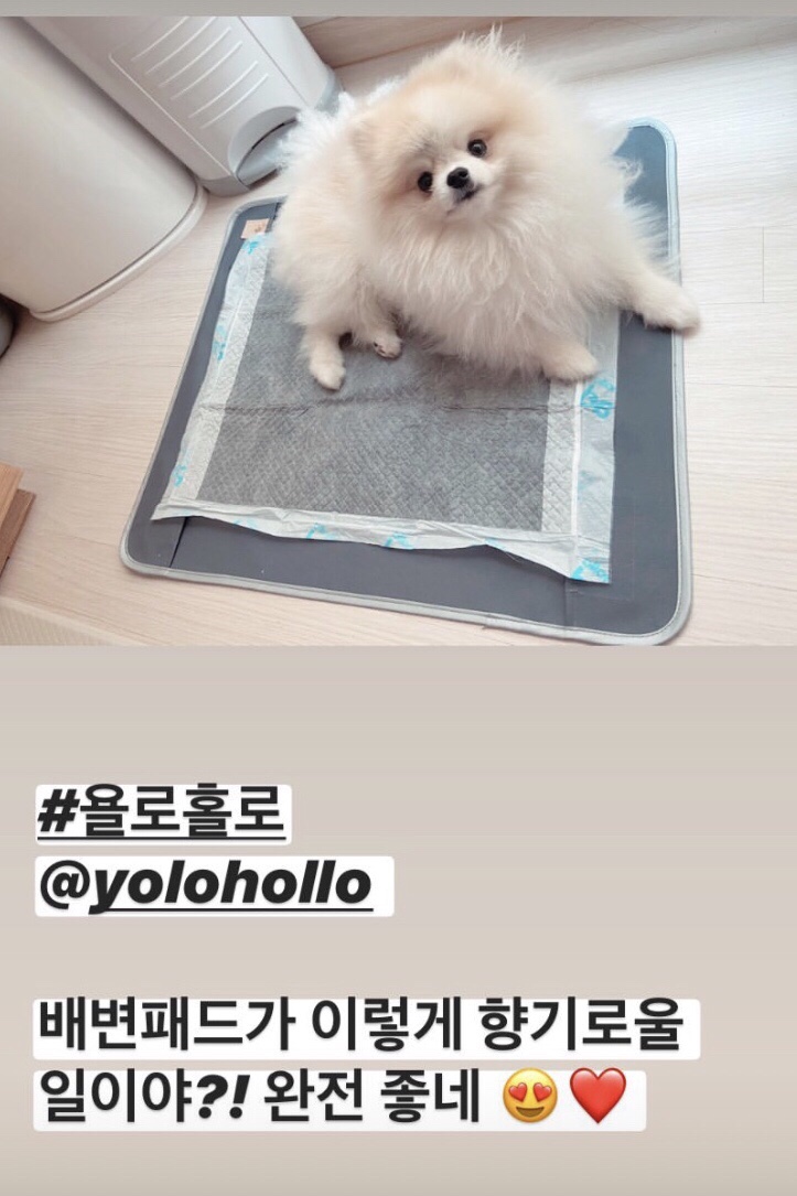 욜로홀로(yolohollo) 이미지
