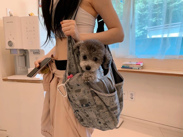 젤스타 이미지