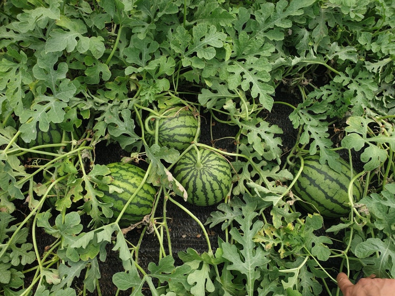 (주)꼬망스 이미지
