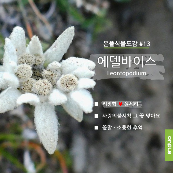 에델바이스화원 이미지