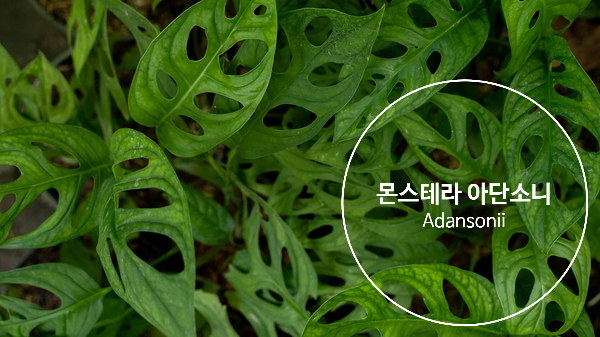 누아즈드힐 이미지