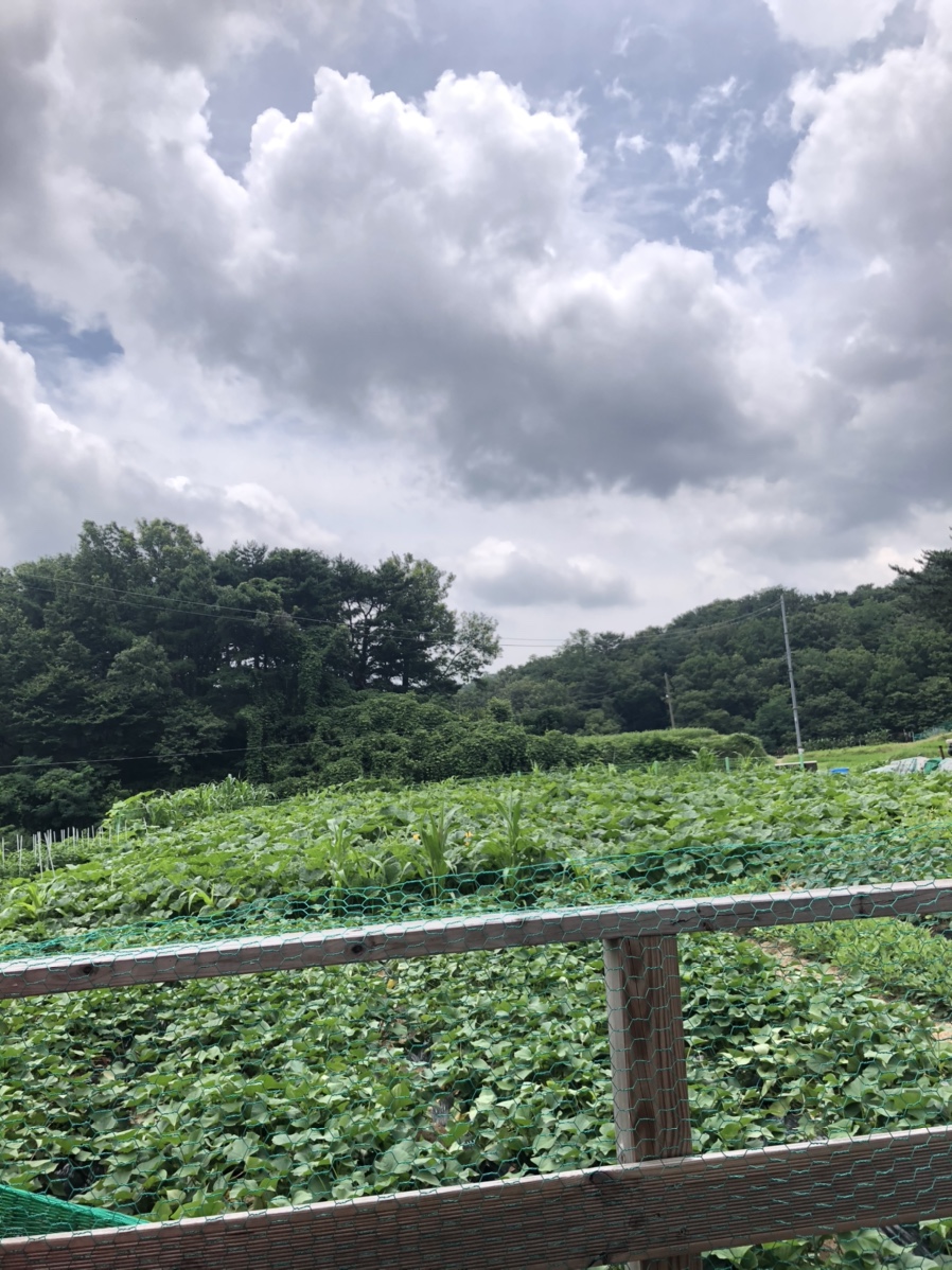 영미국수 이미지