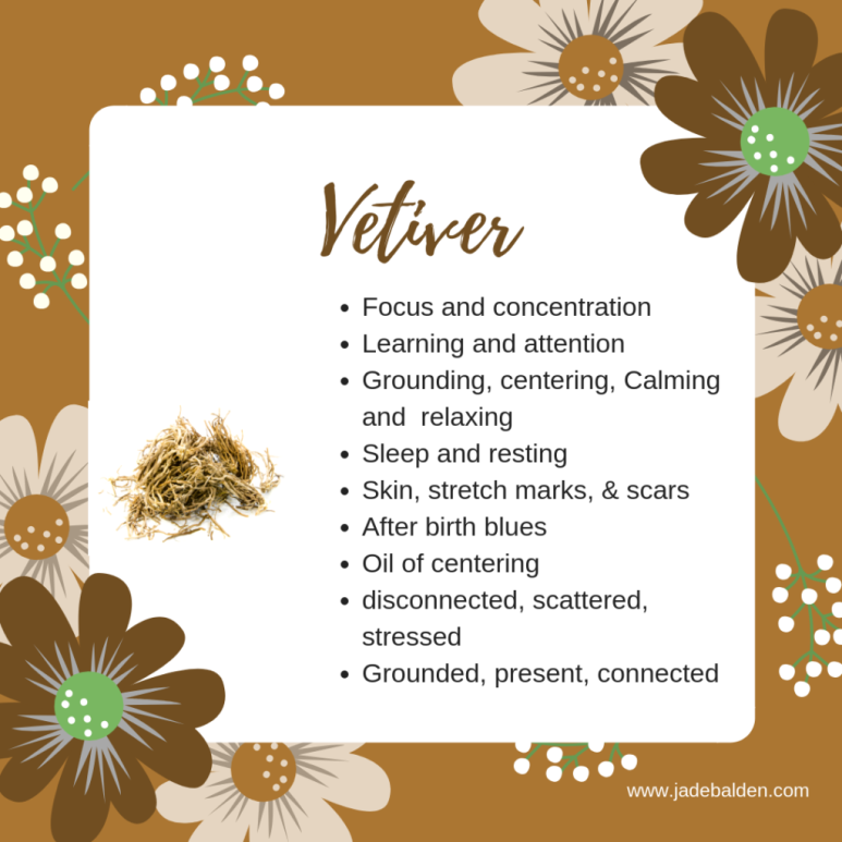 베티버(vetiver) 이미지