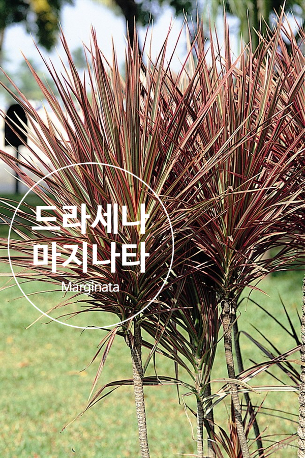 누아즈드힐 이미지