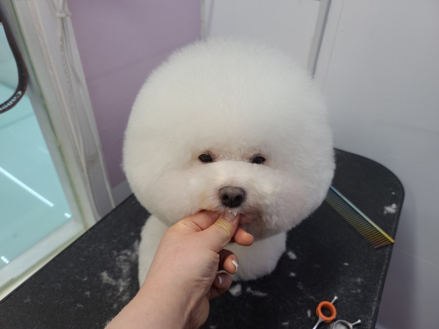 두빵 이미지