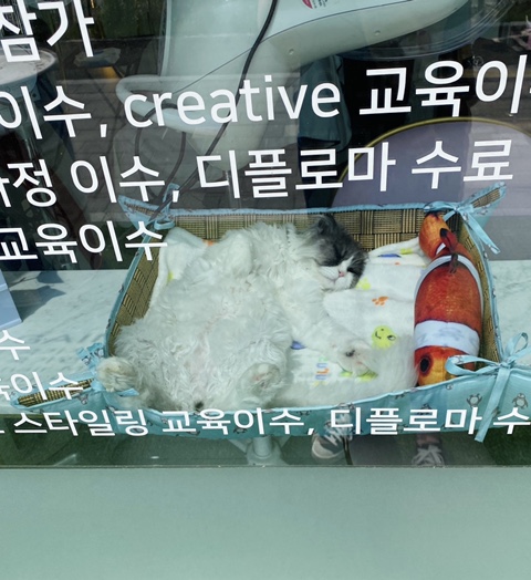실버문헤어 이미지
