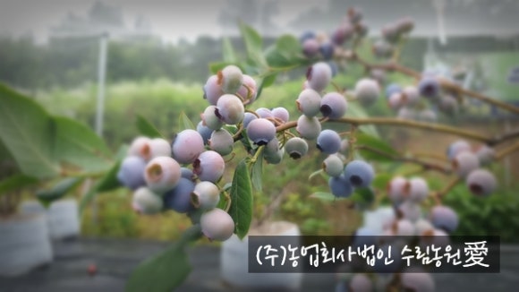 농업회사법인 (주)수농원 이미지