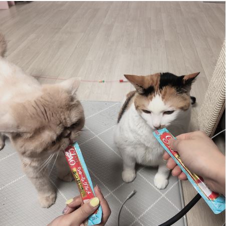 웨이랜드 이미지