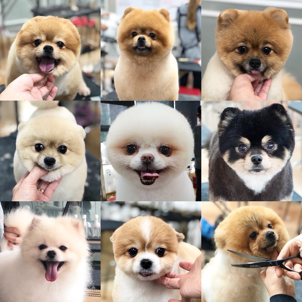 벨라루시애견미용학원 이미지