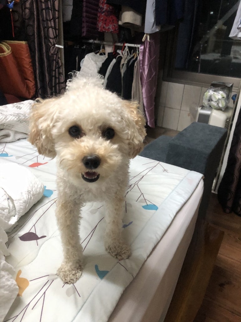 쌉돼지 이미지