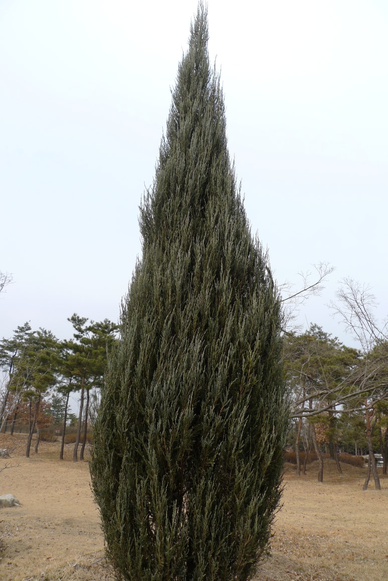 스카이핌 이미지