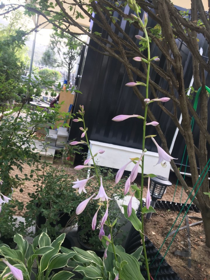 송림조경 이미지