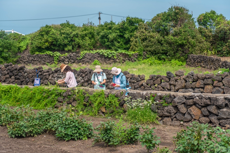 찐제주 이미지