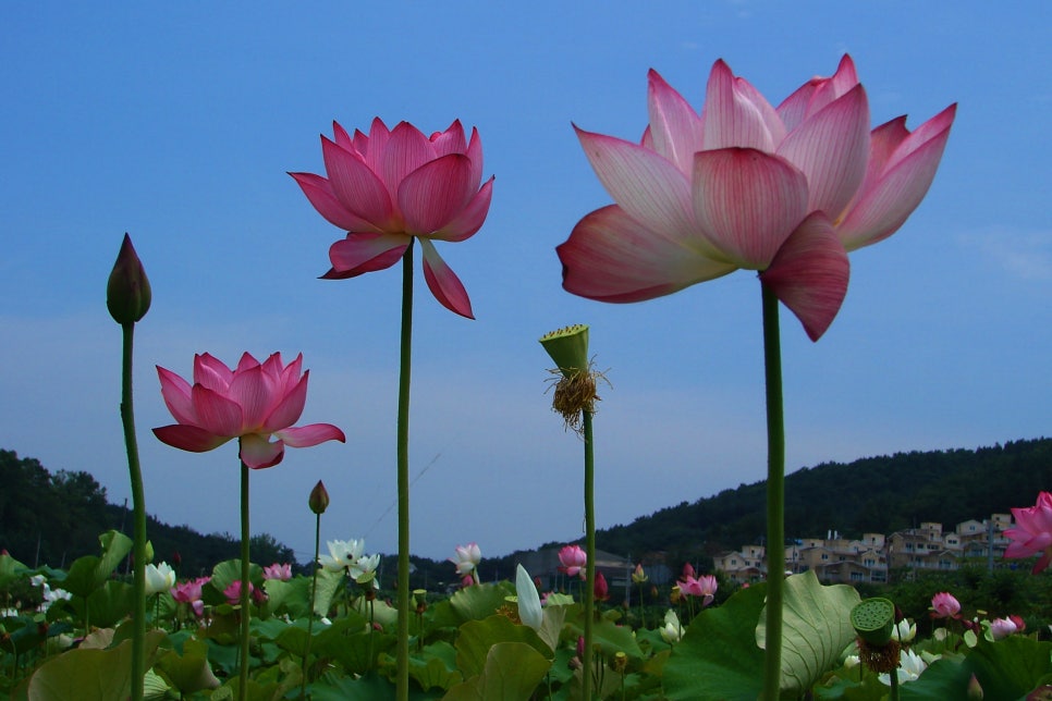 백설연차 이미지