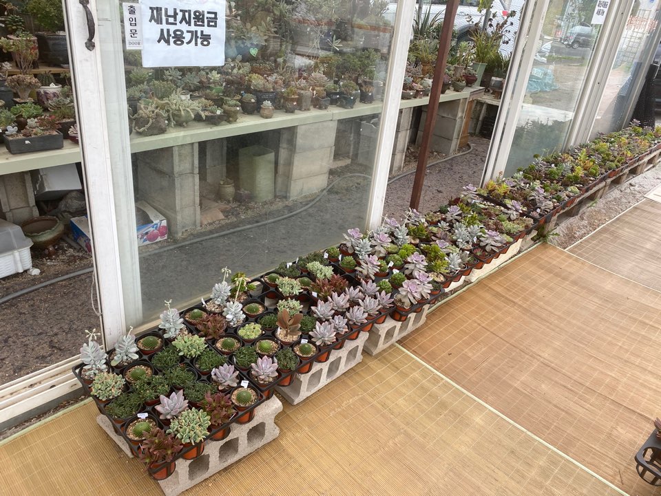 호산나꽃다육 이미지