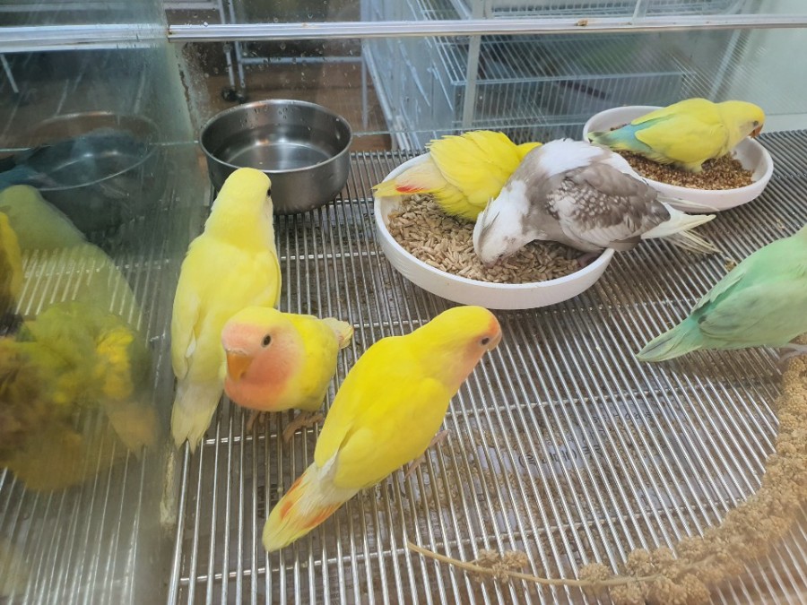 앵무세상 이미지