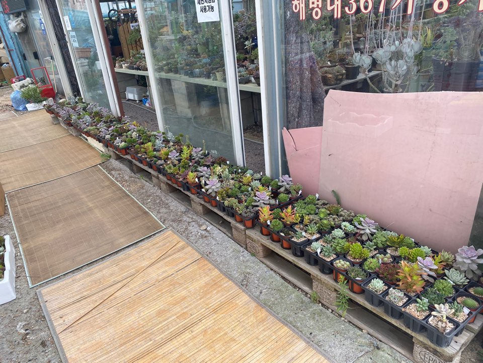 호산나꽃다육 이미지