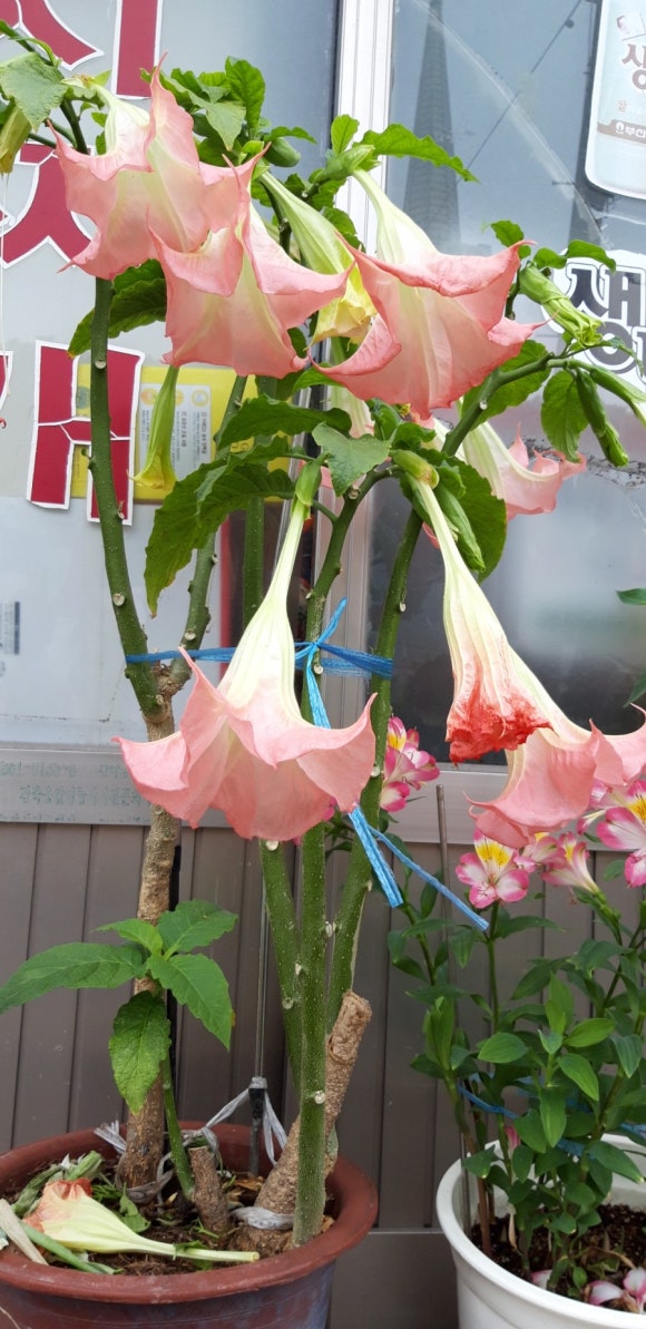 빛나리식당 이미지