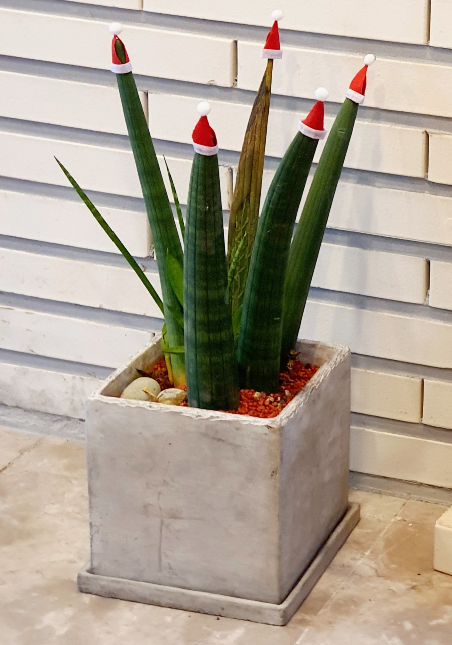 카페 보니(cafe bonnie) 이미지