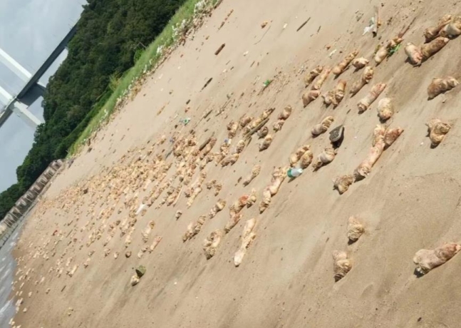 족발공화국 이미지