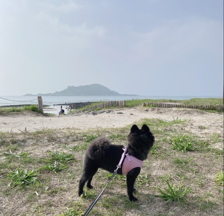 오꼬미 이미지
