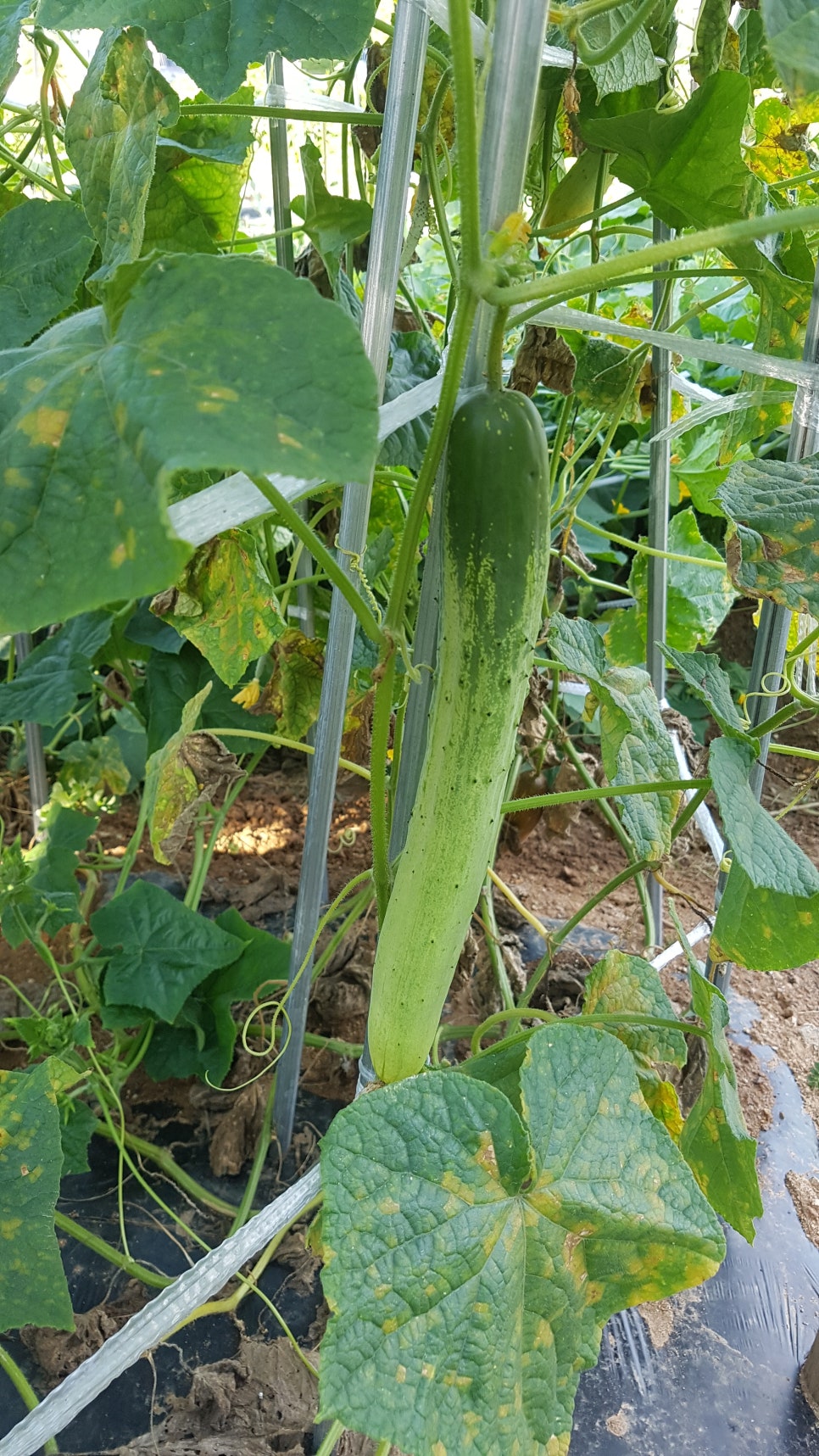 텃밭야채반찬 이미지