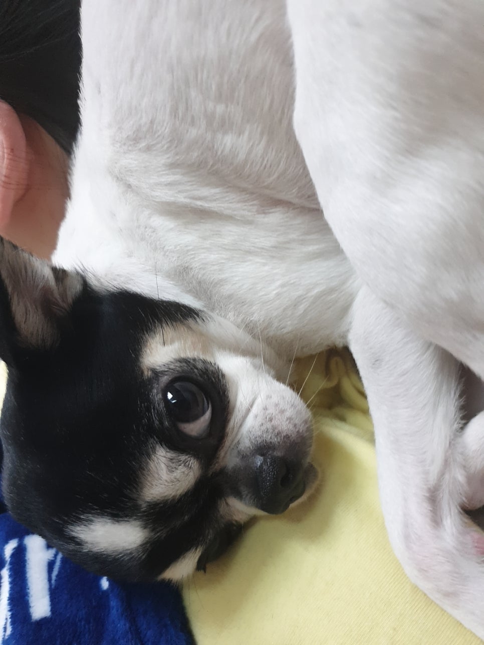 호두언니 이미지