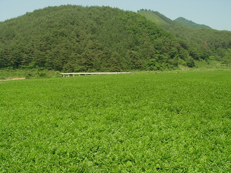 화순불미나리(주) 이미지