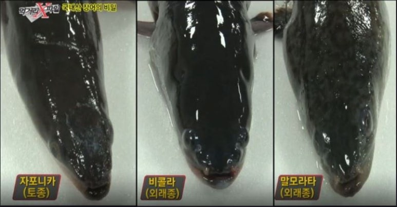 미산장어 이미지